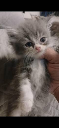 male and female healthy kittens in reasonable price