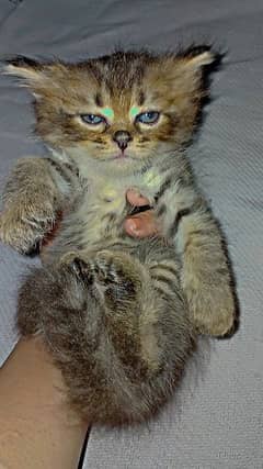 Persian cats
