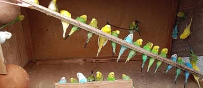 Australian parrots
