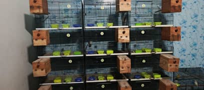 Birds parrots pigeon  Austerlian  cags at reasonable price