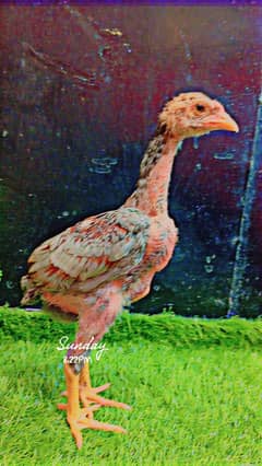 high quality aseel chicks for sale