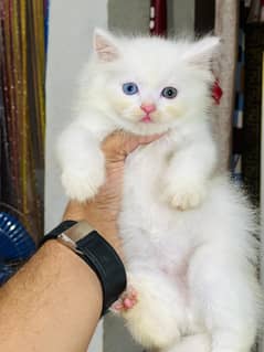 High Quality odd eyes kitten
