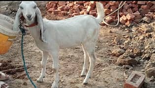 rajanpuri