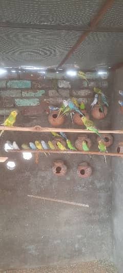 Budgies Parrots