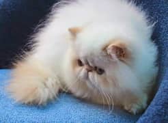 cat page for sale with 11k+