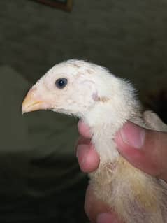 White o shamo / chicks / hens / shamo / murga / Aseel / male / eggs