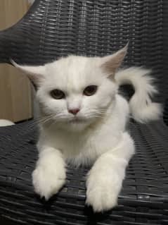 Persian