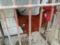 sell organic food golden misri murghay