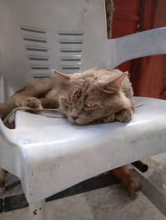 Persian male breeder
