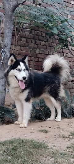husky