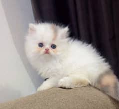 Persian