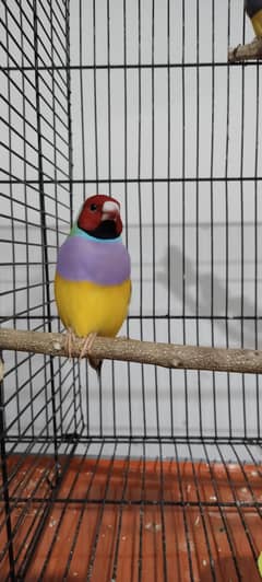 Finches