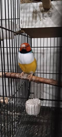 Finches