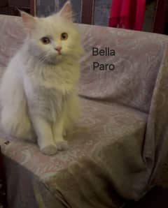tripple coat /persian cat