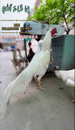white o shamo chicks for sale vip quality