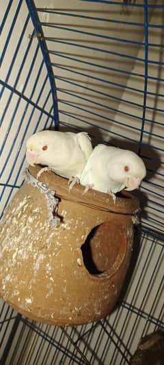 love bird