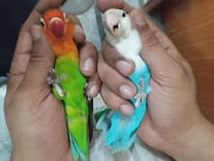 Lovebirds