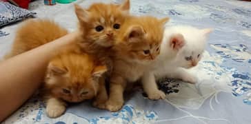 4 Persian Kittens