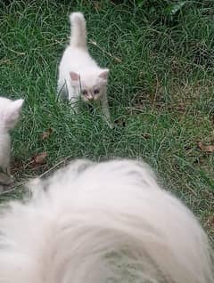 6 cat bybe blue eyes