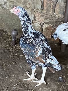 Breeder female egg laying 03115733578
