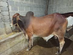 Sahiwal Caws