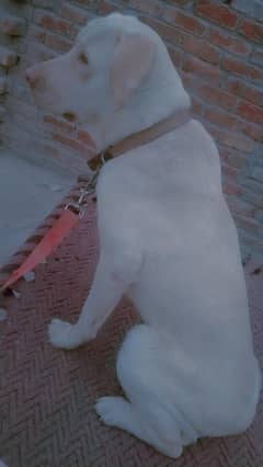 Labrador female available for sale friendly female.