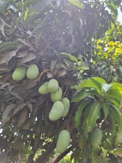 Multani
