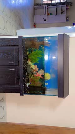 Fish aquarium