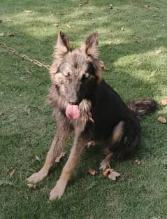 German shepherd for sale