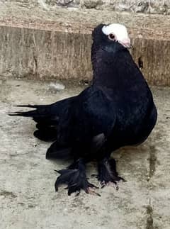 Pigeon Black Mukhi Pamoz Nr available for sale arjent 0308-5000940