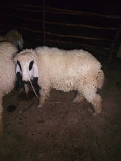 2 kajle for sale
