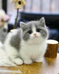 Persian