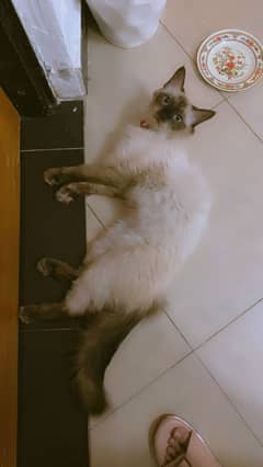 Cat for sale