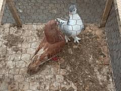 Breeder