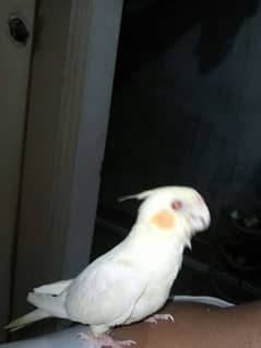 Cockatiel Hand tem and Friendly