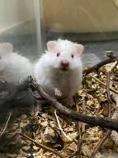 Hamsters