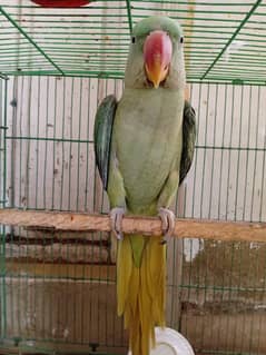 parrot for sale / pahari toota / speaking parrot / mountain parrot