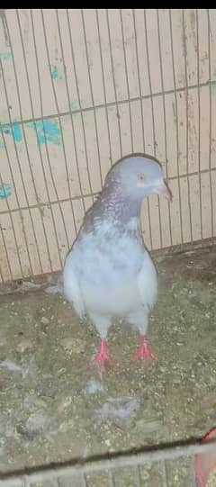 Breeder mada golden kantakash for sale