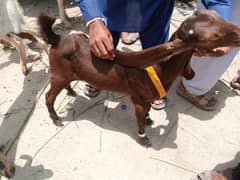 kamoori cross bakra 2 month