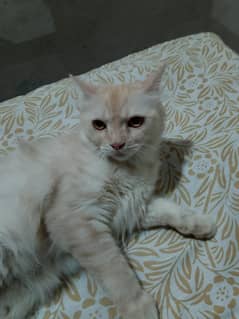 cat for sale