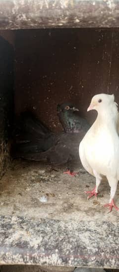 Lakka breeding Pair