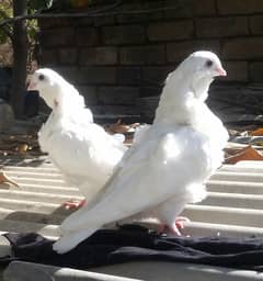 Chinese owl chicks pair and sherazi breeder pair