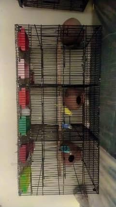 budgies