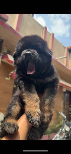 German shepherd long coat pink pedigree puppy