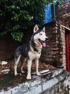 Looking for exchange  against 2 similar puppies