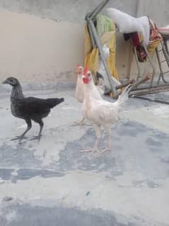 hi healty golden misri male female for sale