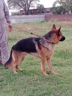 Male German shepherd