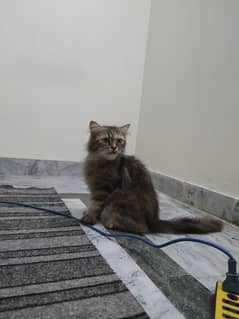 Himalian breader cat
