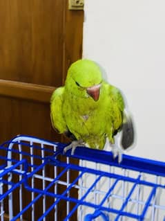 Parrot For Sale With Cage