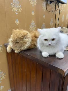 cats
